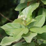 Image result for Carpodiptera africana