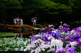 These colorful miniature wildflower iris are the highlight of the early spring garden. The Scent Of Japanese Iris Heian Jingu Shrine Matcha Japan Travel Web Magazine