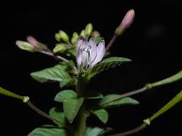 Image result for Cleome bororensis