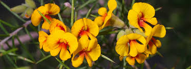 Image result for Fabaceae subfamily Caesalpinioideae