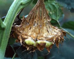 Immagine di Sclerotinia sclerotiorum radicchio