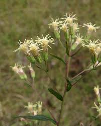 Image result for Brachythrix glomerata