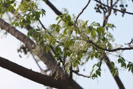 Image result for Meliaceae