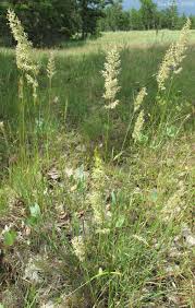 Image result for Koeleria