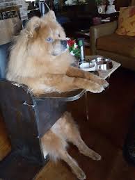 A low growl could indicate there is more to this possession of your chair than you thought. This Dog Has To Sit In A Chair To Eat Since He Has Digestion Problems Aww
