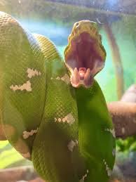 You must be flexible with this because each snake is different. Greensboro Science Center Curious As To Why We Can T See Their Teeth Inside The Emerald Tree Boa S Mouth Their Teeth Are Hidden In The Gums The Teeth Point Backwards So Prey
