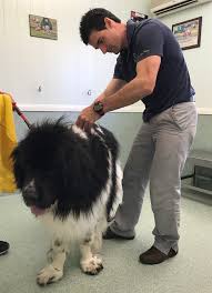 The new premises are conveniently located off wakefield road, on the site of the former sportsman pub, opposite cookes pet supplies, with plenty of off road parking on site. Home Animal Holistic Therapies Animal Holistic Therapies