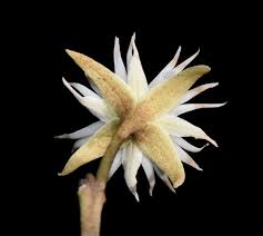 Image result for Mimusops obtusifolia