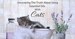 Cats are sensitive to certain essential oils. Uncovering The Truth About Using Essential Oils With Cats Organic Aromas