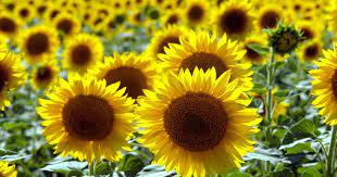 Der honig ist hell und die honigzarge ist schon ziemlich voll. 10 Tipps Fur Schonere Sonnenblumen Mein Schoner Garten