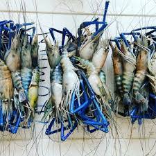 .rompin (32 מטר), gerai makan azizah udang galah (36 מ), gerai makan mak ngah udang 3, ah18, jalan utama, jalan wawasan, jalan kilat 1, jln sentosa 1, lor rompin jaya 2, taman. Pijoe Udang Galah Home Facebook