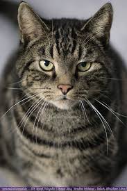 Tipps Fur Anfanger Katzenfotografie Maloutainment Susse Hunde Und Katzen Katzen Getigerte Katzen