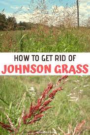 We did not find results for: How To Get Rid Of Johnson Grass Agreenhand