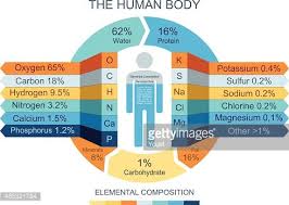 Elemental Composition Of Human Body Infographics Body Composition Human Body Body