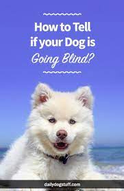 How To Tell If Your Dog Is Going Blind Daily Dog Stuff Cute Cats And Dogs Really Cute Puppies Cute Dog Memes
