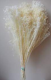 Dried Broom Bloom Bunch Ivory Dried Flowers Shop Dried Flowers Bloom Wedding Broom