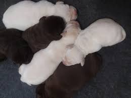 However, black lab puppies for sale near me in pa searching is also not difficult now. Labrador Retriever Puppy Dog For Sale In Mars Hill North Carolina