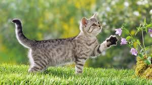 Kids who print and color sheets and pictures, generally acquire and use knowledge more effectively. Cats Flowers Wallpaper 94126