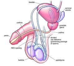 The following is an overview of the male reproductive anatomy: Vasectomy Information Male Reproductive Diagram Vasectomystore Com