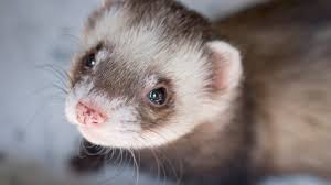 Wer sich für tiere begeistert, legt sich gerne ein haustier zu. Ein Frettchen Als Haustier Das Sollten Sie Wissen Frettchen Als Haustier Frettchen Haustier Frettchen