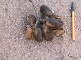 Image result for Sterculia appendiculata