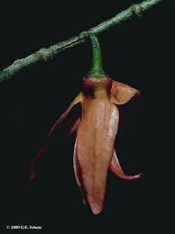 Image result for isolona