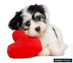 How to get your dog to love you. Can You Read Your Dog S Feelings