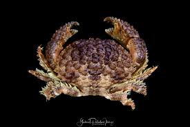 Image result for Dinebra caudata