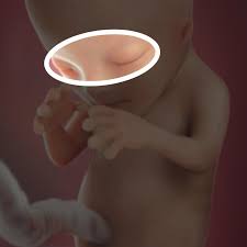 Desenvolvimento Fetal 12 Semanas De Gravidez Babycenter