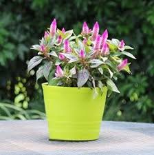 Celosia Argentea Intenz Flower Garden Plants Gardening Tips