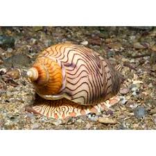 Image result for Volusia amboinensis