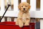 Know About 100+ Different Poodle Mixes with Pictures