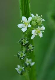 Image result for Caperonia