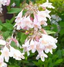 Image result for Kolkwitzia