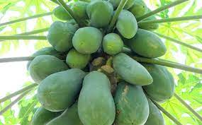 'a tree is identified by its fruit. May 2008 A Tree Is Known By Its Fruit Zulu South Africa Swaziland Proverb African Proverbs Sayings And Stories