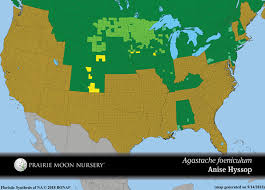 They make a refreshing addition to fresh fruit cups and summer salads. Agastache Foeniculum Anise Hyssop Prairie Moon Nursery