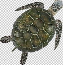 Box Turtle Sea Turtle Turtle Shell Png Animal Animals Box Turtle Computer Icons Emydidae Turtle Shell Turtle Box Turtle