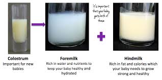 ✪ 6 formula dari perkataan b.r.e.a.s.t. Tips Banyakkan Susu Ibu Archives Ainul Mustafa