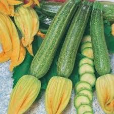 Zucchini San Pasquale Seeds