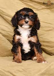 We love cavaliers and cavapoos for their affectionate personalities, intelligence, and love for people. Rocky Cavapoo Puppy For Sale In Fredericksburg Oh Buckeye Puppies Cavapoo Puppies For Sale Puppies Puppies For Sale