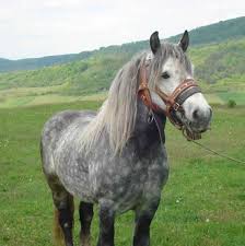 Competițiile cu ecvideele au o istorie îndelungată. Rase De Cai Totul Despre Cai Toate Animalele