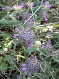 Image result for Clinopodium uhligii