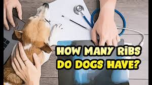 How Many Ribs Do Dogs Have Youtube