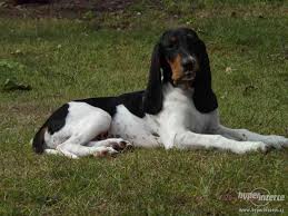 Image result for bernský honič