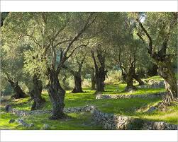 Print Of Sunlight Through Old Olives Trees Olea Europaea In Olive Grove For Traditional Olive In 2020 Olive Trees Landscape Olive Tree Landscape Trees