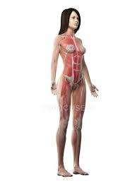 Find the perfect human body women stock photos and editorial news pictures from getty images. Female Musculature In Transparent Body Computer Illustration Female Anatomy Plain Background Stock Photo 312139072