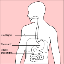A general increase in the bulk of a body part or organ that is due to an increase in the size, but not in the number, of cells in the tissues. Stomach Disease Wikipedia
