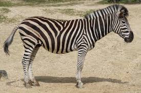 Zebra In Thai Lingopolo