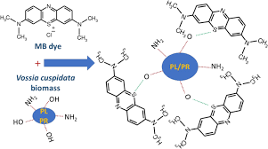 Image result for Vossia cuspidata