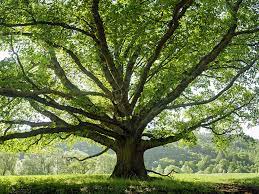 Trees, followed by 146 people on pinterest. The Names And Variations Of Trees Quiz Britannica